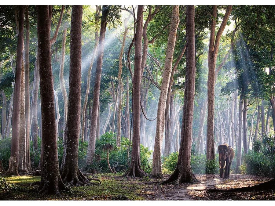 87293 - Puzzle Nathan 1000 Pièces - Forêt INathandieNathanNathane 4 87293 - Puzzle Nathan 1000 Pièces - Forêt INathandieNathanNathane – Image 2